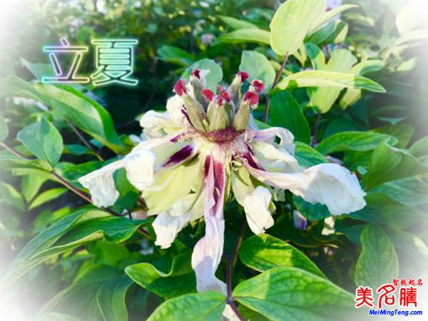 萬物生長的立夏節(jié)氣名字由來、夏季出生的寶寶起名參考